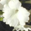 Auricula dr Lennon's White - Abriachan Nurseries